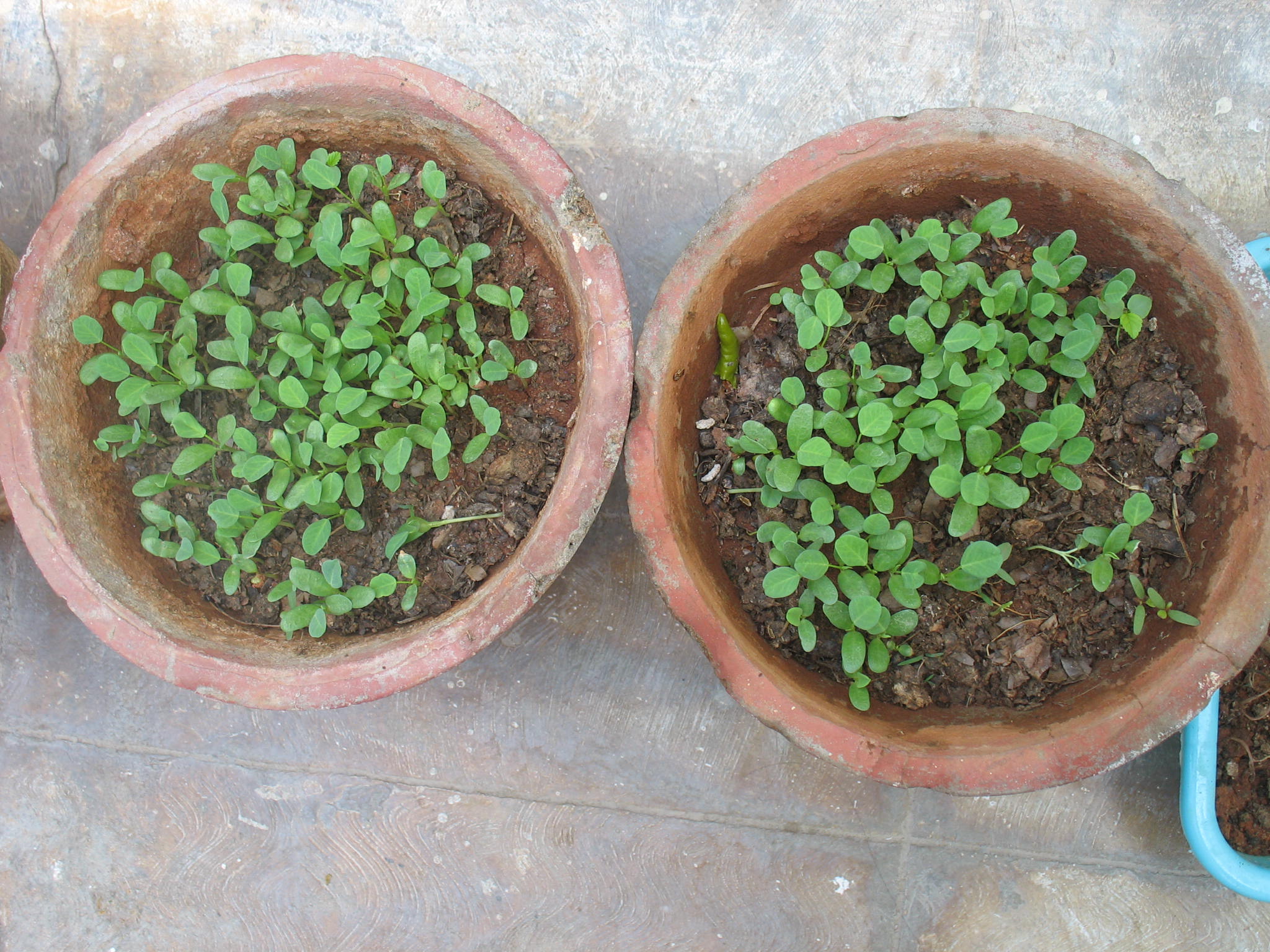 How To Grow Fenugreek - Gardener's Path Things To Know Before You Buy